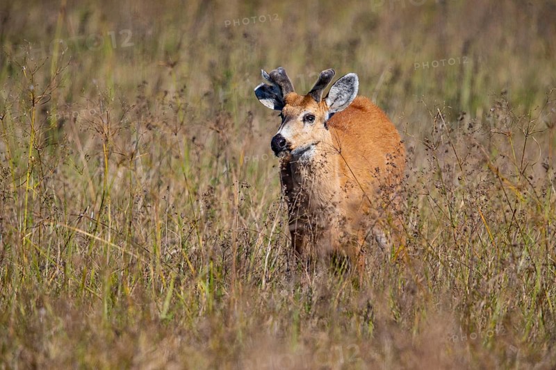 Marsh deer (Blastocerus dichotomous) Pantanal Brazil