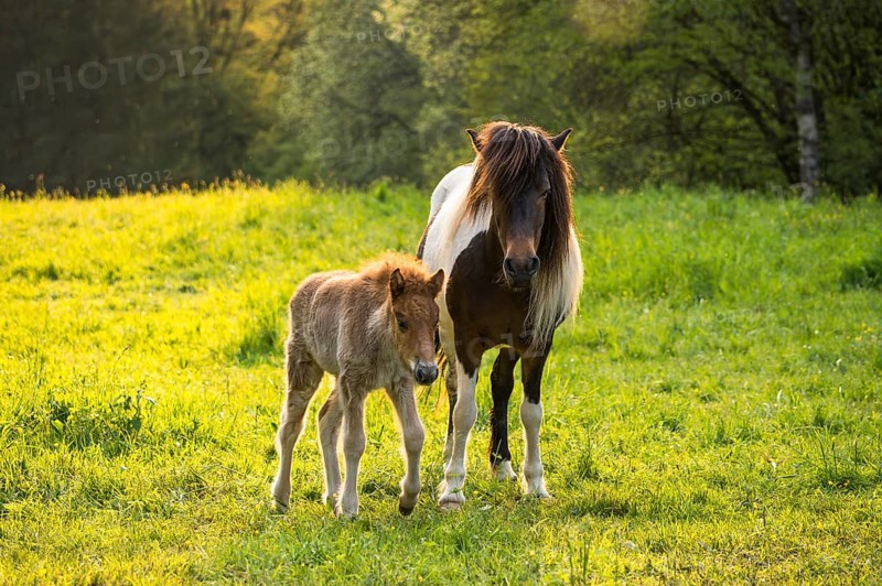 Icelandic horses in a pasture. Mare with foal. Pinto. Evening, golden hour, backlight. Germany