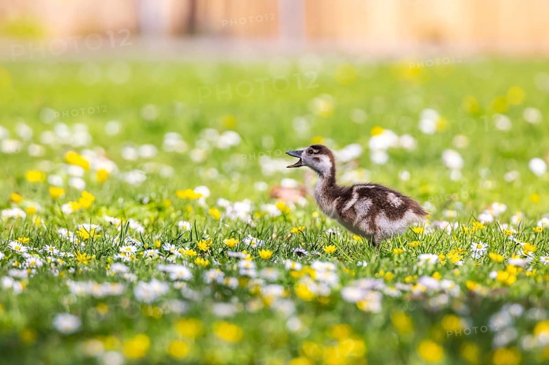 Chicks of the Nile Goose (Alopochen aegyptiaca) freshly hatched, park in spring with spring flowers. Stuttgart, Baden-Württemberg, Germany, Europe