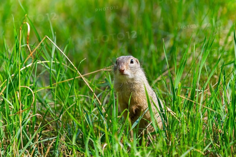 European ground squirrel (Spermophilus citellus) on a meadwo, Bavaria, Germany, Europe