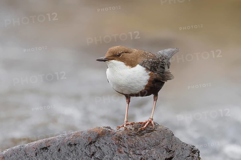 White-throated Dipper (Cinclus cinclus) on a stone on the bank of a river, wildlife, nature photography, songbird, Ochsenmoor, Dümmer See, Lower Saxony, Germany, Europe