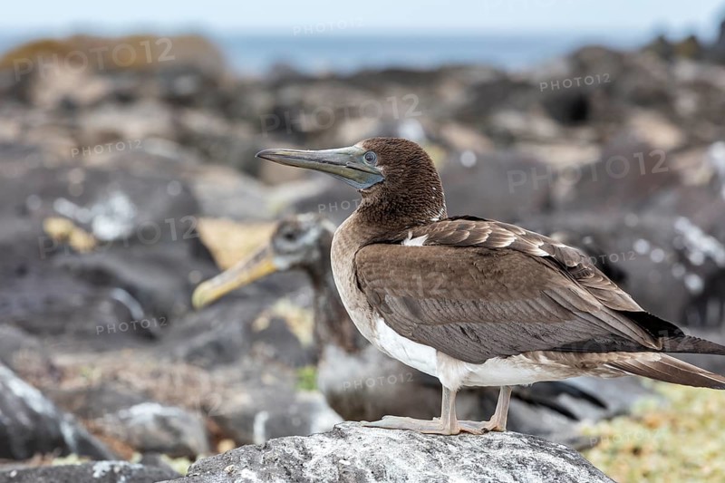 White-bellied booby (Sula leucogaster), Galapagos, Ecuador, South America