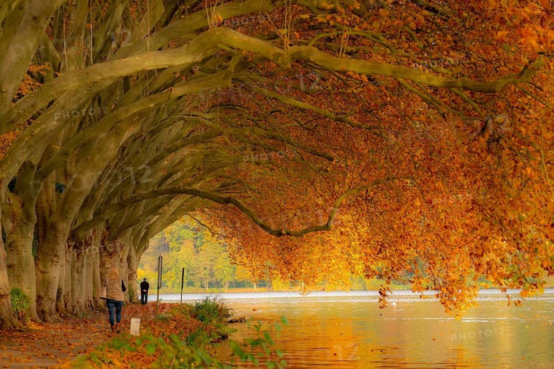 Platanen Allee, lakeside path on Lake Baldeney, near Haus Scheppen, in Essen, autumn, North Rhine-Westphalia, Germany, Europe
