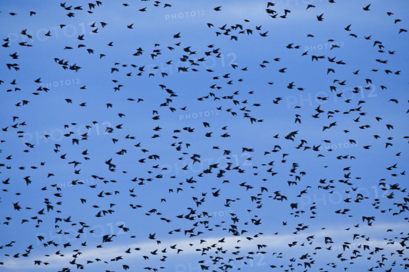 Flock of starlings in flight at dusk