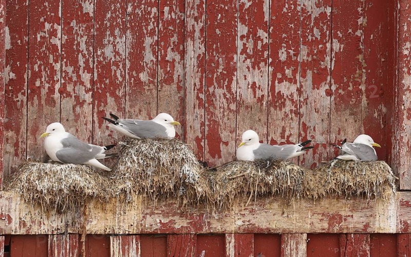 Kittiwake (Rissa tridactyla) on the nest on a building in Vardö on the island of Vardoya in the Barents Sea, Lapland, Northern Norway, Scandinavia