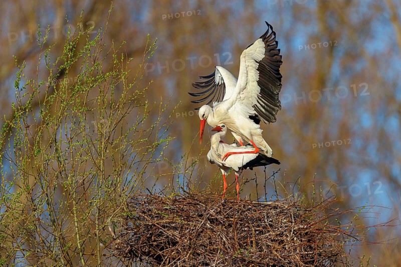 White stork (Ciconia ciconia), stork marriage, mating, copula, Altlußheim, Germany, Europe