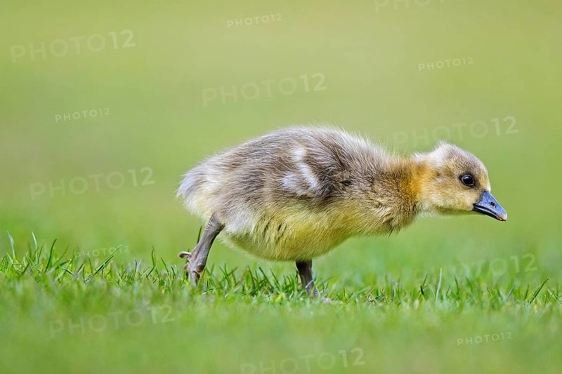 Greylag goose, graylag goose (Anser anser) cute gosling walking over grassland in spring