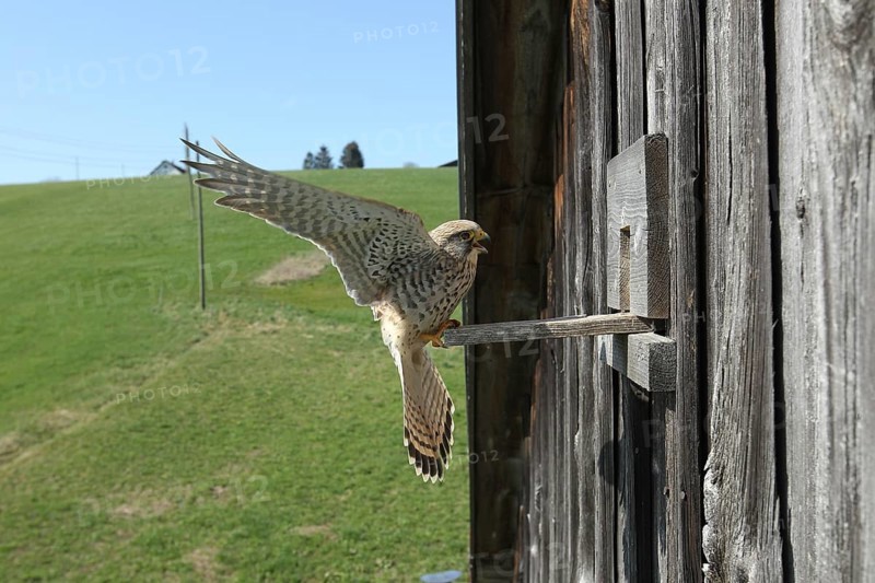 Kestrel (Falco tinnunculus) female lands at the breeding site in a field barn, Allgäu, Bavaria, Germany, Allgäu, Bavaria, Germany, Europe