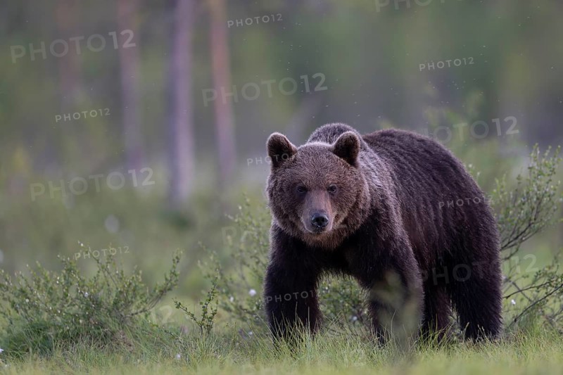 Brown bear (Ursus arctos) in the Finnish taiga, Kuusamo, Finland, Europe