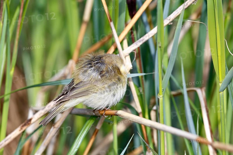 Chiffchaff or willow warbler (Phylloscopus collybita), sleeping animal in the biotope, Flusslandschaft Peenetal nature park Park, Mecklenburg-Western Pomerania, Germany, Europe