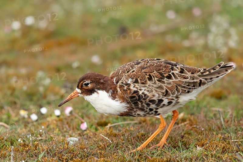 Ruff (Calidris pugnax) male, Oeland, Sweden, Europe