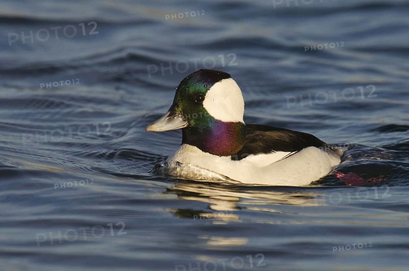 Bufflehead (Bucephala albeola) male, California, USA, North America
