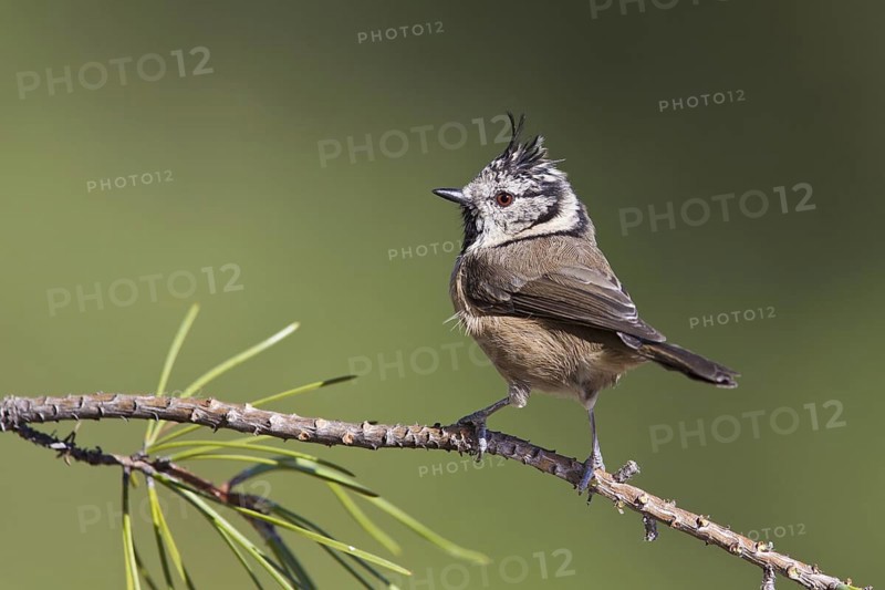 European Crested Tit (Lophophanes cristatus), Portugal, Europe