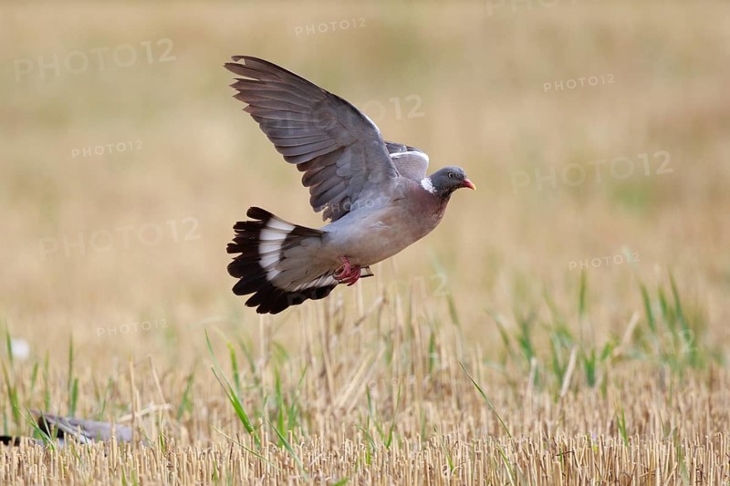 Common Wood Pigeon (Columba palumbus) flying, North Rhine-Westphalia, Germany, Europe