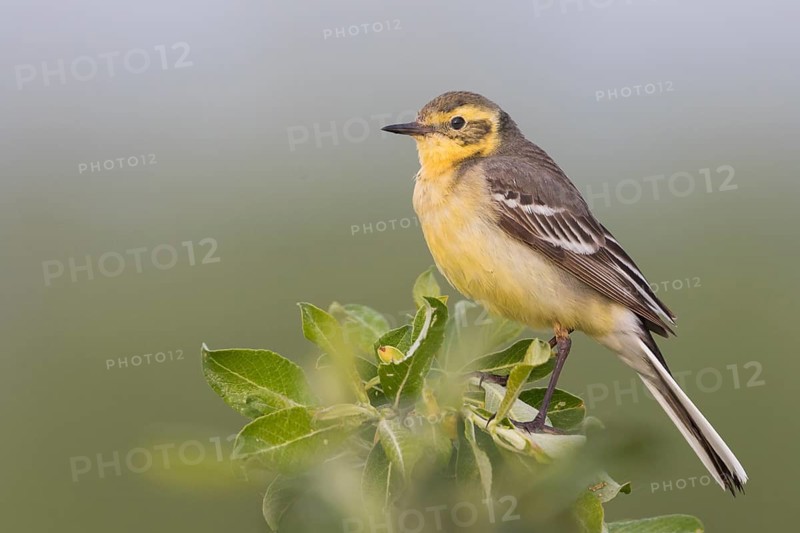 Citrine Wagtail - Zitronenstelze - Motacilla citreola ssp. citreola, Russia, Europe