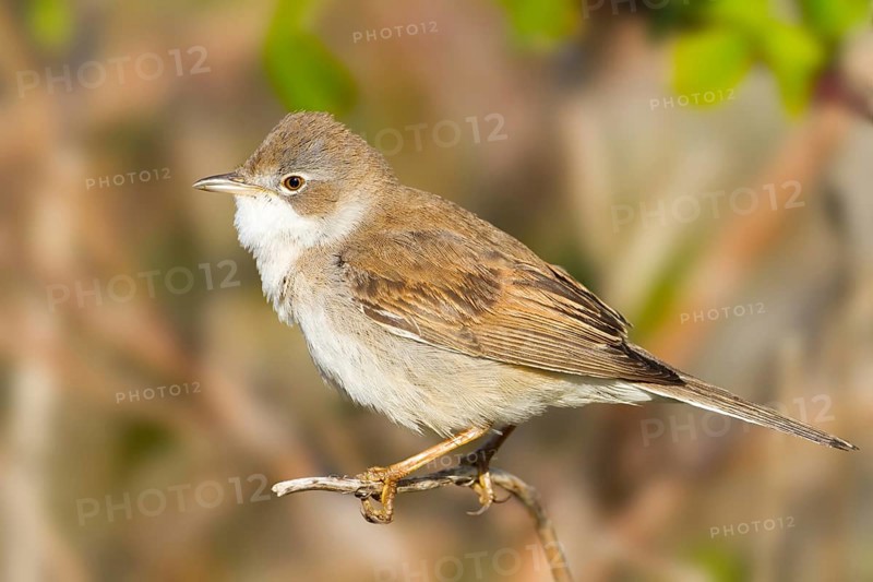 Common Whitethroat (Sylvia communis), Baden-Wuerttemberg, Germany, Europe