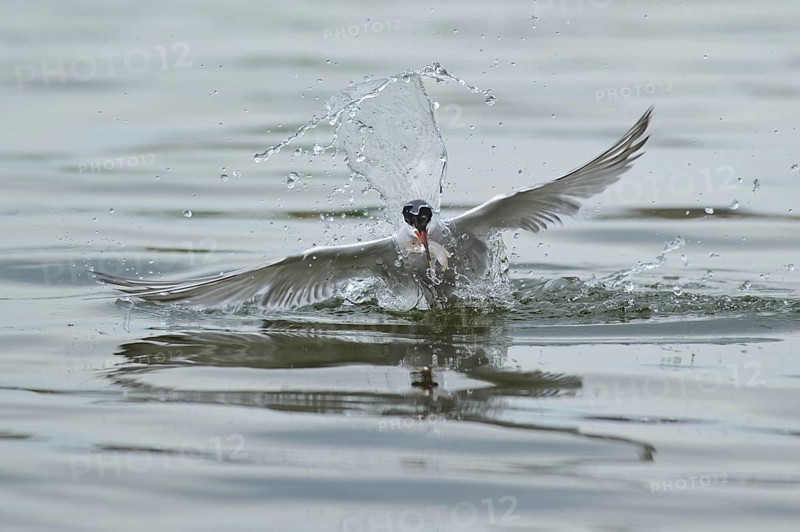 Common Tern (Sterna hirundo) flying, Lower Saxony, Germany, Europe