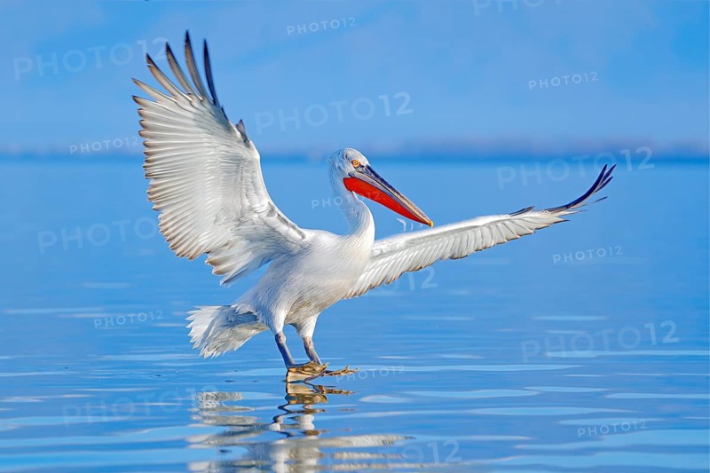 Dalmatian pelican, Pelecanus crispus, landing in Lake Kerkini, Greece. Pelican with open wings. Wildlife scene from European nature. Bird landing to the blue lake water