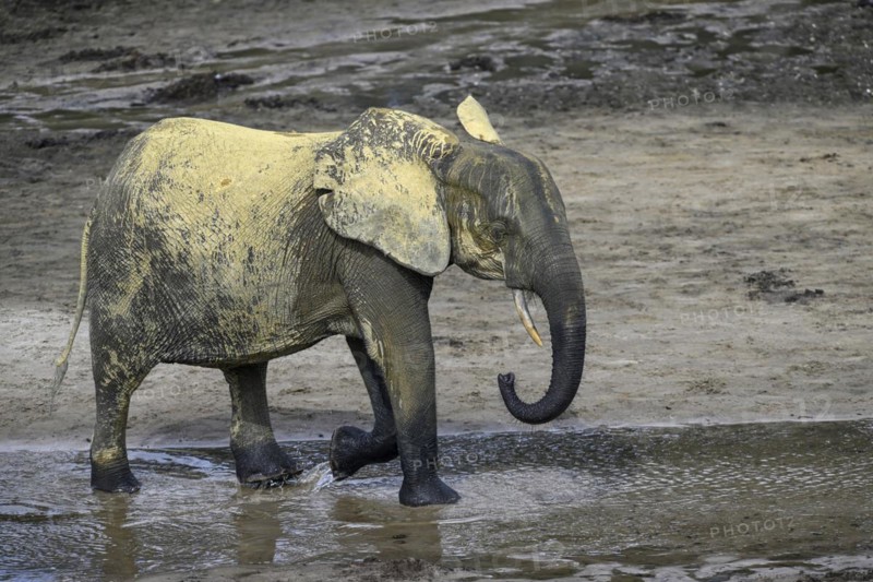 African forest elephants (Loxodonta cyclotis) in the Dzanga Bai forest clearing, Dzanga-Ndoki National Park, Unesco World Heritage Site, Dzanga-Sangha Complex of Protected Areas (DSPAC), Sangha-Mbaéré Prefecture, Central African Republic, Africa