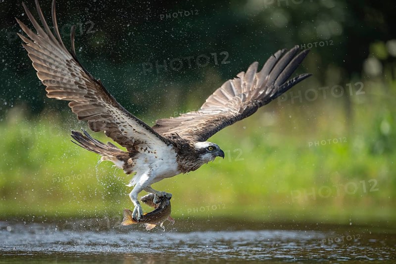 Western osprey (Pandion haliaetus) hunting, Aviemore, Scotland, Great Britain