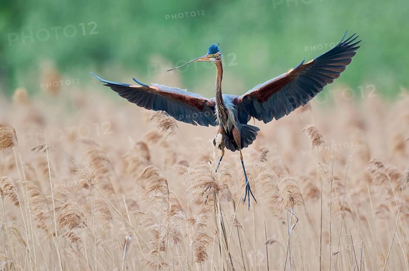 Purple heron (Ardea purpurea) in flight, Baden-Württemberg, Germany, Europe