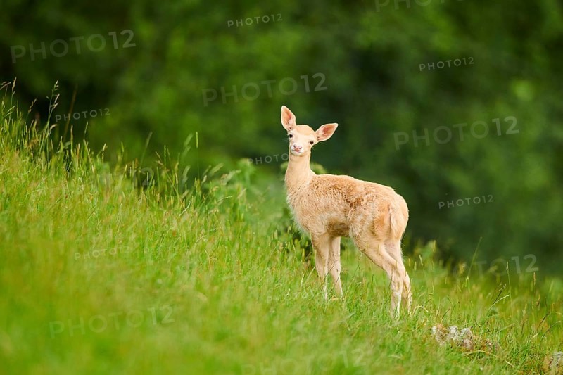 European fallow deer (Dama dama) fawn standing on a meadow, tirol, Kitzbühel, Wildpark Aurach, Austria, Europe