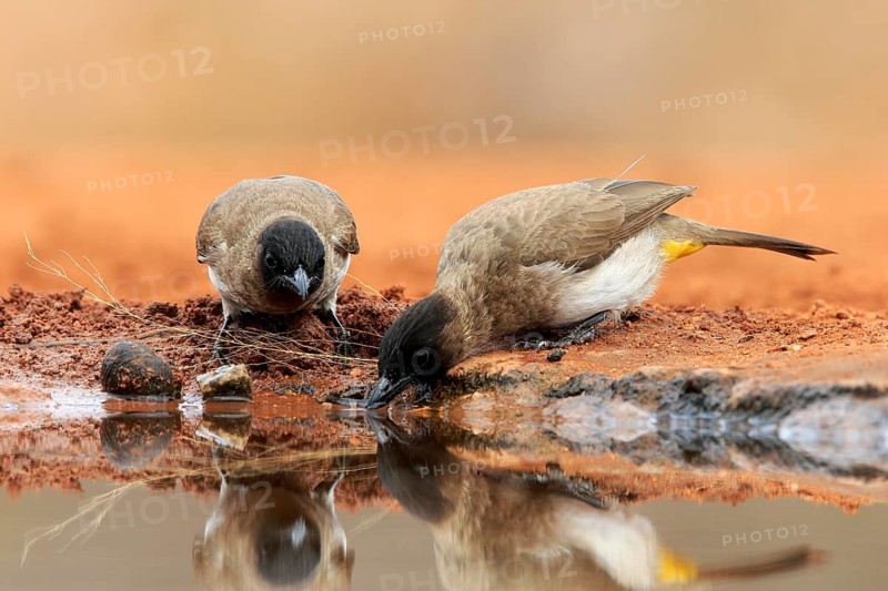 Grey bulbul (Pycnonotus barbatus), adult, pair, at the water, drinking, Kruger National Park, Kruger National Park, Krugerpark, South Africa, Africa
