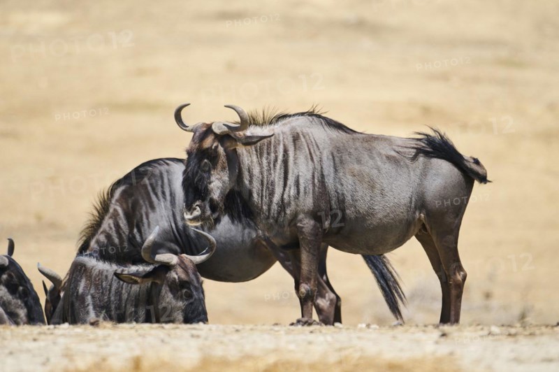 Blue wildebeest (Connochaetes taurinus) standing in the dessert, captive, distribution Africa