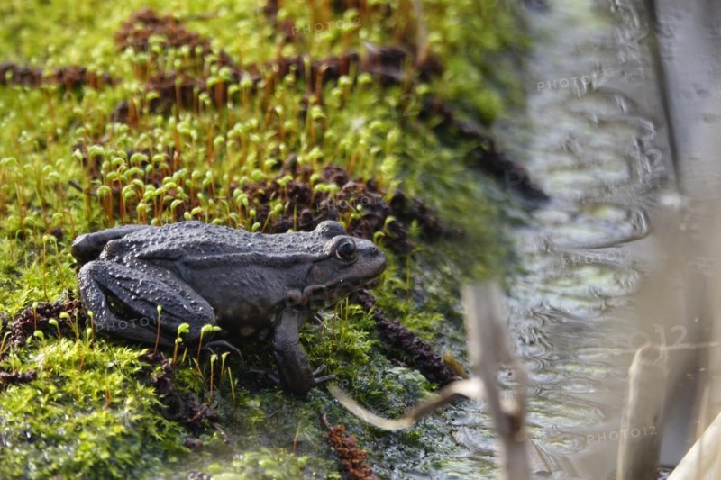 Frog on a mossy tree trunk, March, Lusatia, Saxony, Germany, Europe