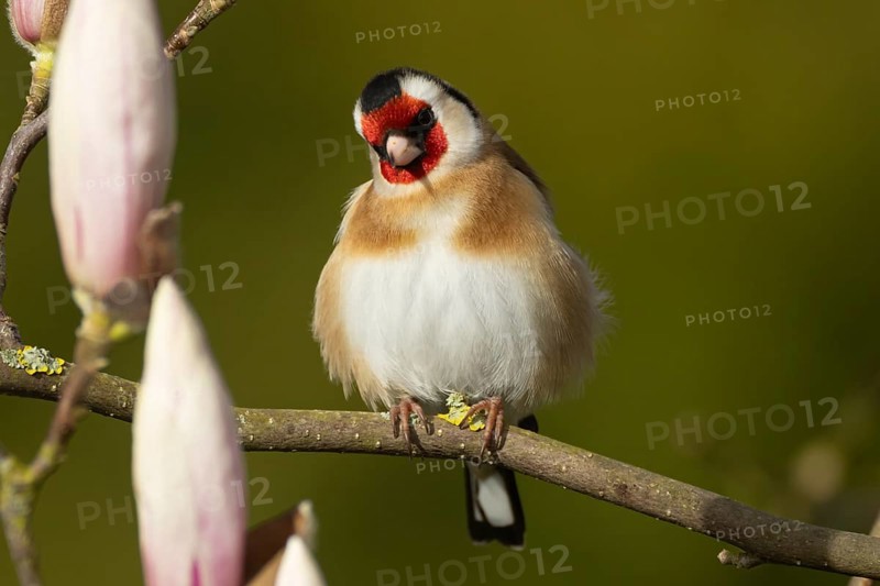 European goldfinch (Carduelis carduelis) adult bird in a flowering garden Magnolia tree in the springtime, Suffolk, England, United Kingdom, Europe