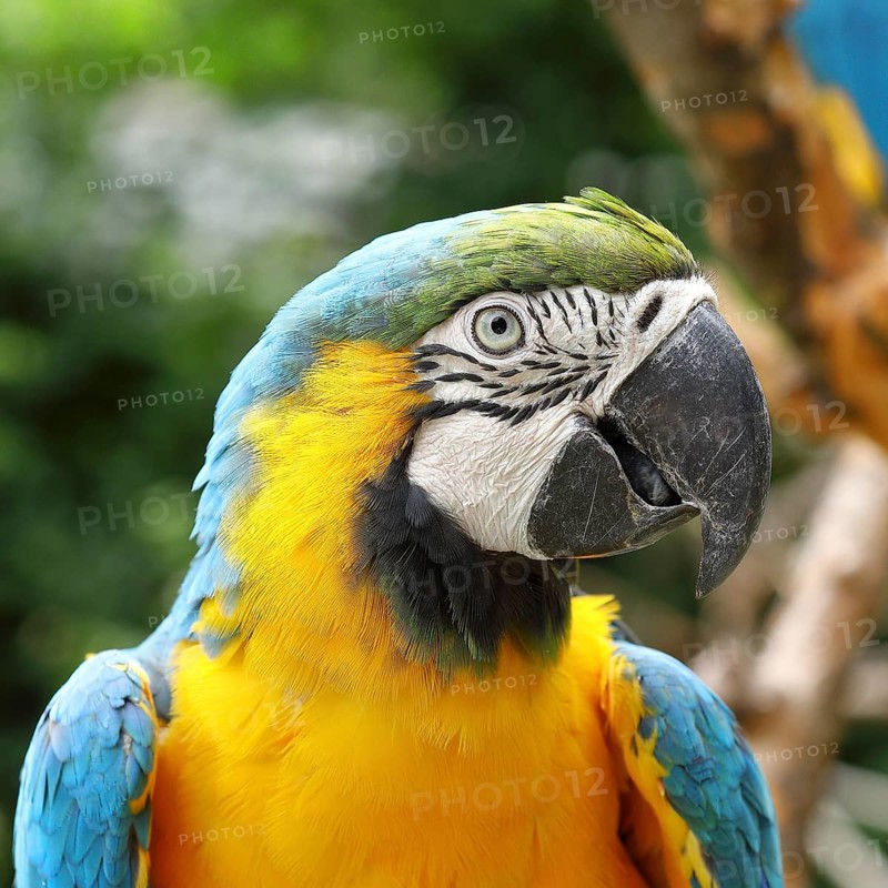 Yellow-breasted Macaw (Ara ararauna), animal portrait, occurrence South America, captive, Hesse, Germany, Europe