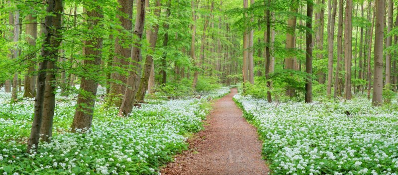 Panorama, hiking trail through the ramson (Allium ursinum) in the beech forest, Hainich National Park, Bad Langensalza, Thuringia, Germany, Europe