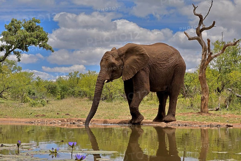 African elephant (Loxodonta africana), bull, male, at the water, drinking, Kruger National Park, Kruger National Park, South Africa, Africa