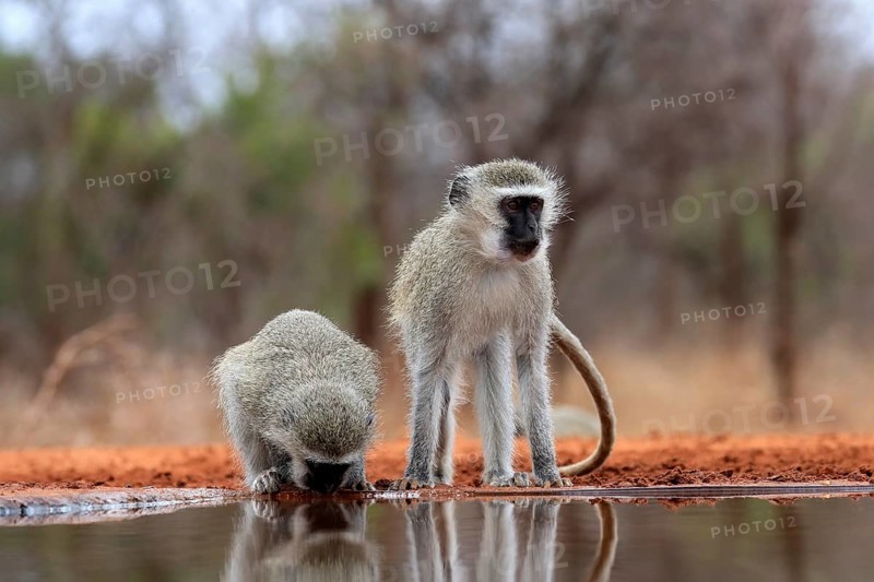 Vervet Monkey (Chlorocebus pygerythrus), adult, two animals, drinking, at the water, Kruger National Park, Kruger National Park, Kruger National Park South Africa