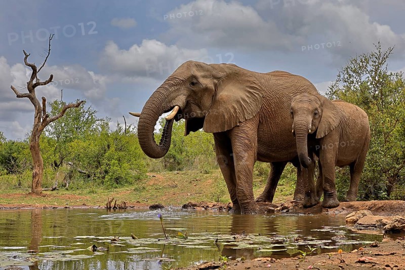 African elephant (Loxodonta africana), adult, bull, male, young, bull with young, at the water, drinking, Kruger National Park, Kruger National Park, South Africa, Africa