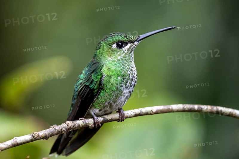 Green-crowned brilliant (Heliodoxa jacula), adult female sitting on a branch, Monteverde Cloud Forest, Monte Verde, Costa Rica, Central America