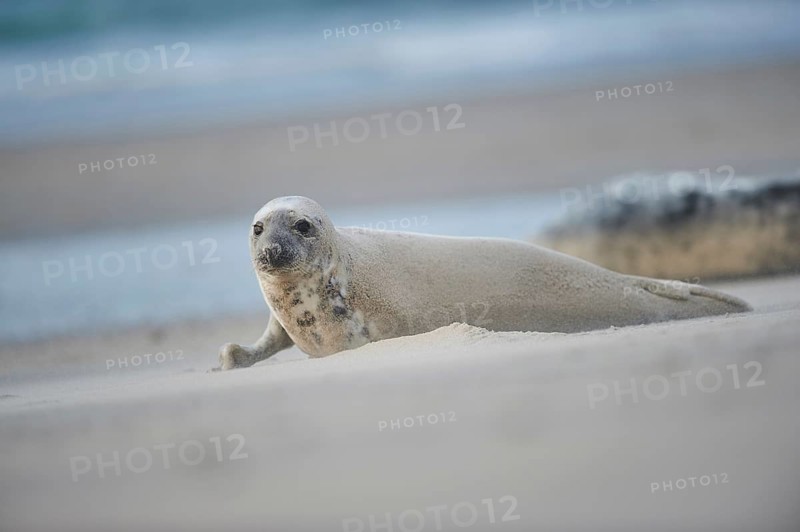 Close-up of harbor or harbour seal (Phoca vituliana vitulina) in spring (april) on Helgoland a small Island of northern Germany