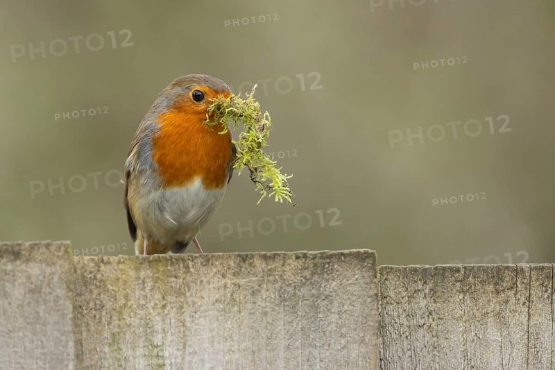 European robin (Erithacus rubecula) adult bird with nesting material in its beak on a garden wooden fence in spring, Suffolk, England, United Kingdom, Europe