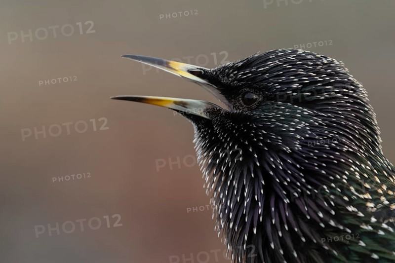 Common starling (Sturnus vulgaris) adult bird singing, Dorset, England, United Kingdom, Europe