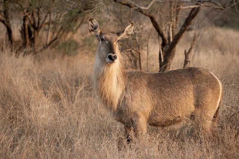 Ellipsen waterbuck (Kobus ellipsiprymnus), adult female in dry grass, Kruger National Park, South Africa, Africa