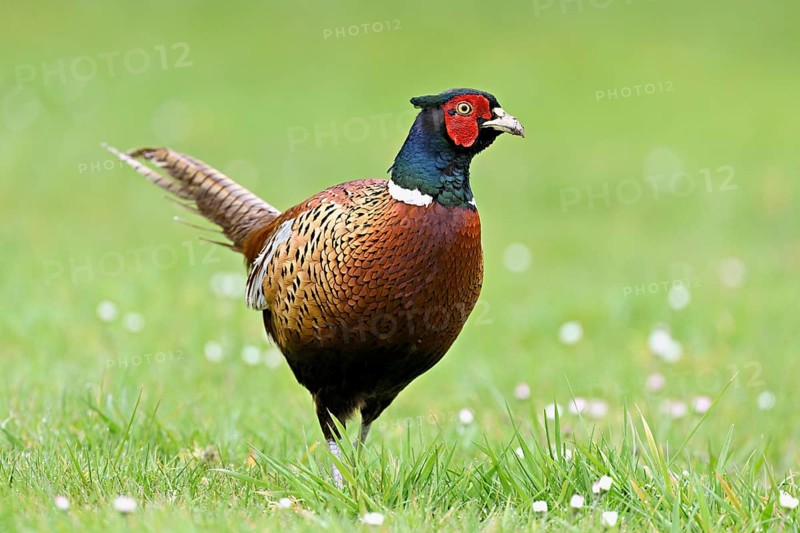 Pheasant (Phasianus colchicus), male standing in meadow, Texel, North Holland, Netherlands
