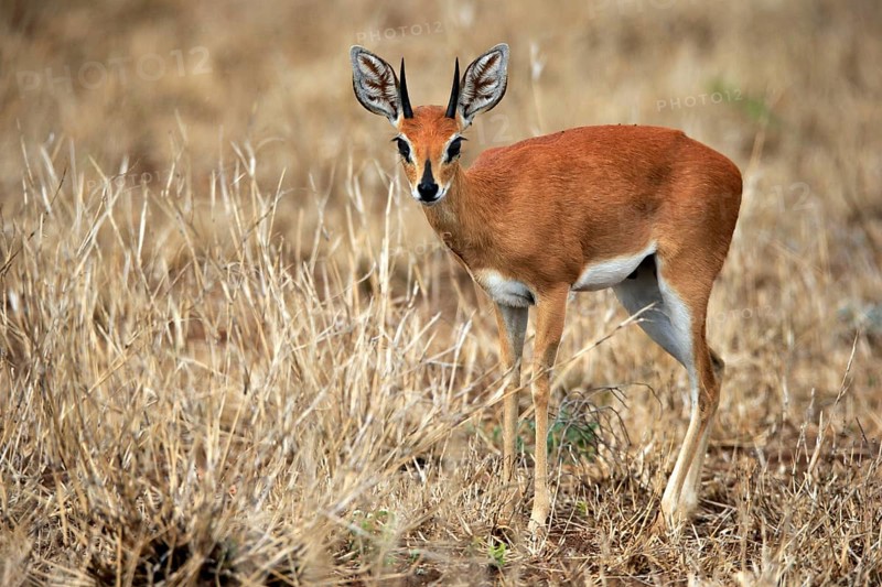 Steenbok (Raphicerus campestris), adult, male, foraging, vigilant, dwarf antelope, Kruger National Park, Kruger National Park, Kruger National Park South Africa