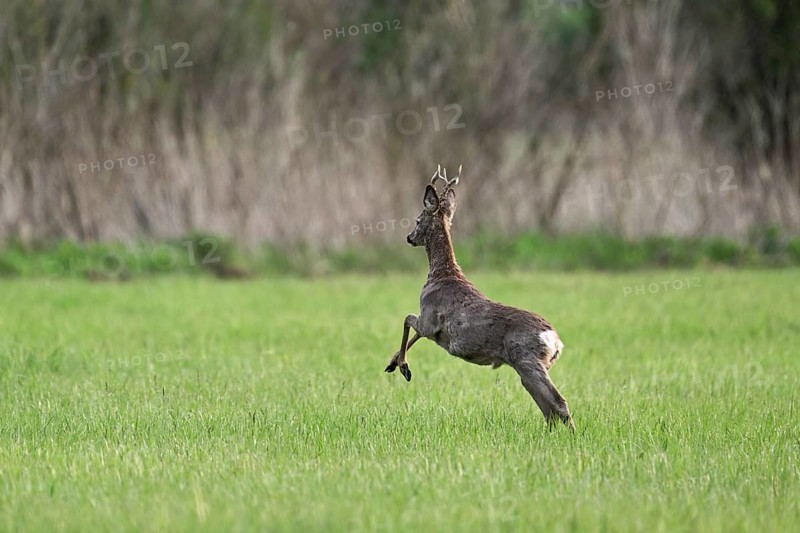 Roebuck (Capreolus capreolus), jumping, on the run, Lake Neusiedl National Park, Seewinkel Burgenland, Austria, Europe