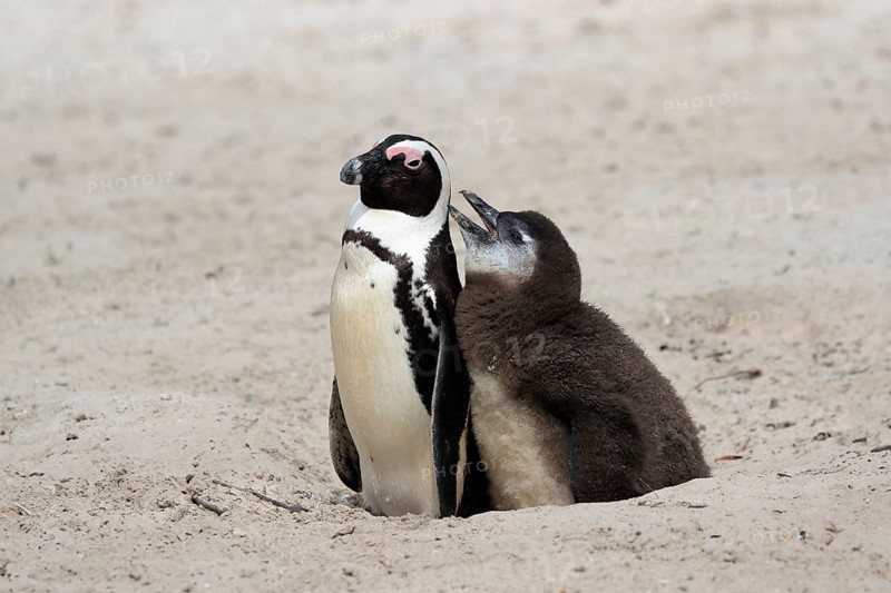 African penguin (Spheniscus demersus), adult with young, at the nest, begging for food, Boulders Beach, Simonstown, Western Cape, South Africa, Africa