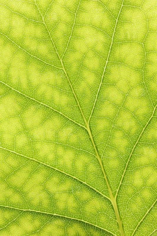 Tulip tree (Liriodendron tulipifera), leaf detail, North Rhine-Westphalia, Germany, Europe