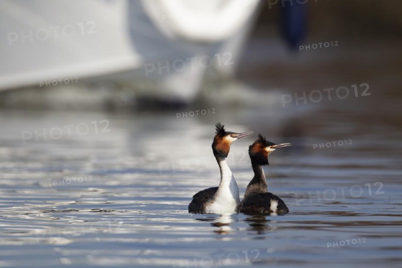 Great crested grebe (Podiceps cristatus) two adult birds performing their courtship display on a lake with a boat in the background, Norfolk, England, United Kingdom, Europe