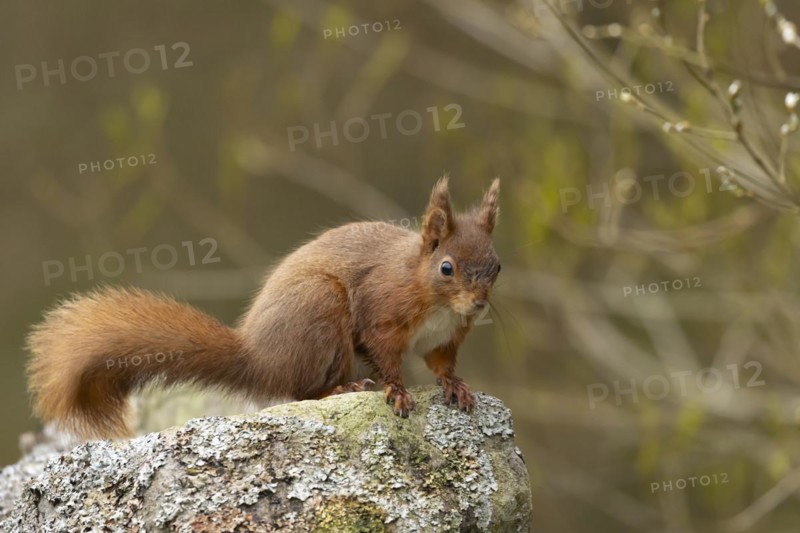 Red squirrel (Sciurus vulgaris) adult animal on a dry stone wall, Yorkshire, England, United Kingdom, Europe