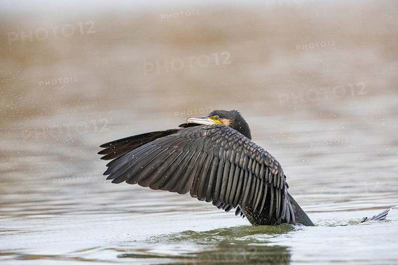 Cormorant (Phalacrocorax carbo) Germany