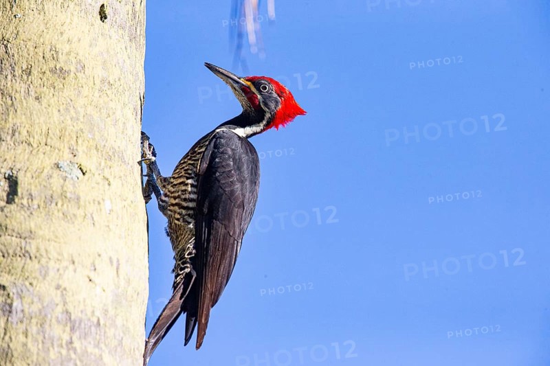 Lineated woodpecker (Dryocopus lineatus) Pantanal Brazil
