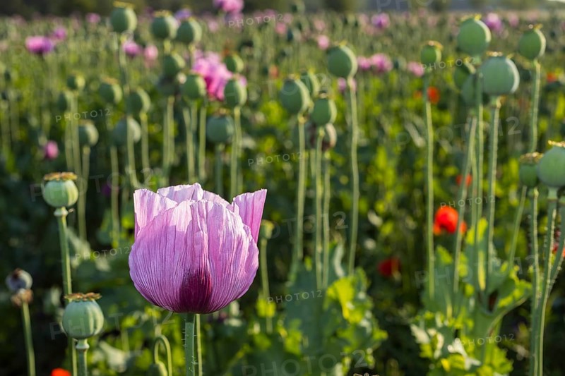 Blue poppy (Papaver somniferum) in a field near Callenberg, Saxony, Germany, Europe